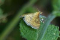 Anania verbascalis