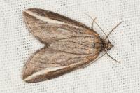 Chesias legatella