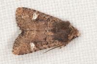 Dryobota labecula