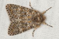 Polymixis flavicincta flavicincta