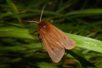 Phragmatobia fuliginosa