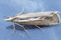 Catoptria digitellus