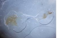 Ephestia woodiella