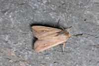 Mythimna unipuncta