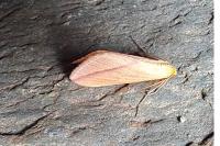 Rhodometra sacraria