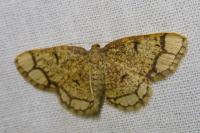 Stegania cararia