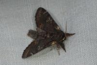 Notodonta dromedarius