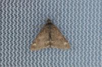 Pyrausta despicata