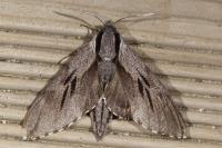 Hyloicus pinastri