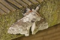 Calliteara pudibunda