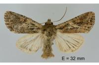 Lacanobia blenna