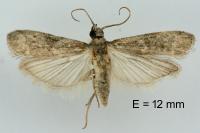 Cryptoblabes gnidiella