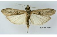 Nephopterix angustella