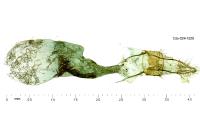 Nephopterix angustella