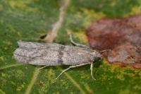 Cadra furcatella