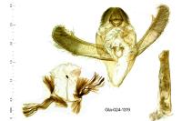 Cadra furcatella