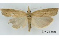 Pediasia contaminella