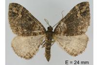 Catarhoe basochesiata