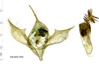 Catarhoe basochesiata