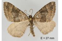 Larentia malvata