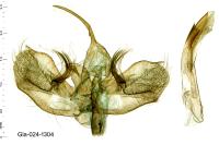 Larentia malvata