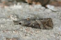Hypena rostralis