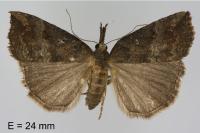 Hypena rostralis