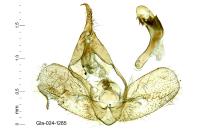 Hypena rostralis