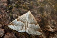 Eublemma amoena