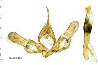 Eublemma amoena