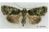 Cryphia pallida