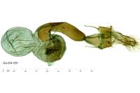 Cryphia pallida