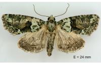 Cryphia pallida