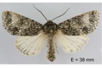 Acronicta megacephala