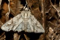 Meganephria bimaculosa