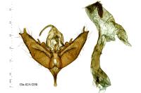 Caradrina flavirena