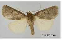 Caradrina germainii