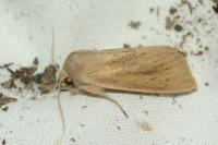 Rhizedra lutosa