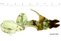 Luperina dumerilii