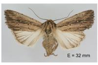 Leucania putrescens