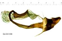 Leucania putrescens