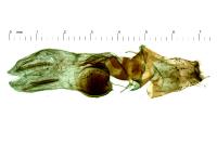 Lacanobia blenna