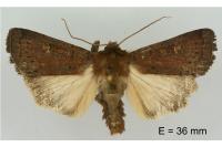 Xestia xanthographa
