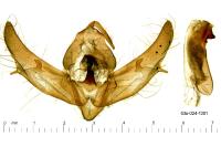 Xestia xanthographa