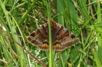 Euclidia glyphica