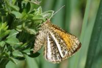 Isturgia limbaria limbaria