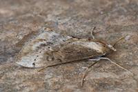 Evergestis isatidalis