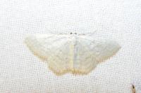 Idaea subsericeata