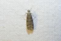 Vitula biviella