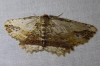 Menophra abruptaria